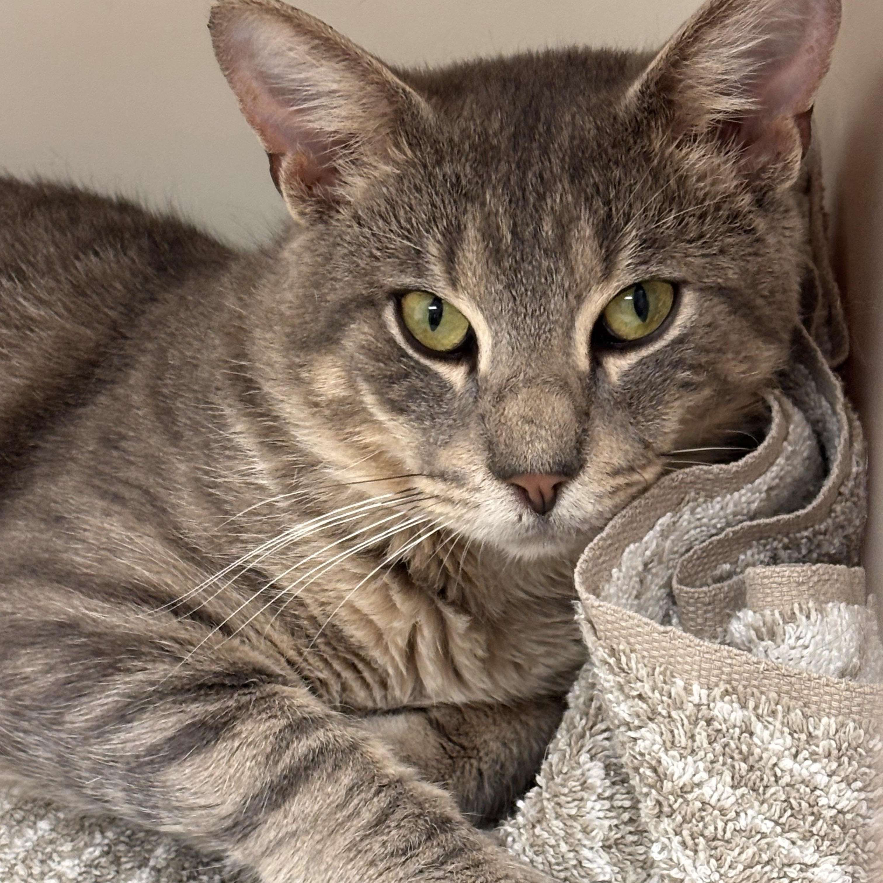 Petco Josh, adopted, Kitten Male Domestic Short Hair & Tiger.
