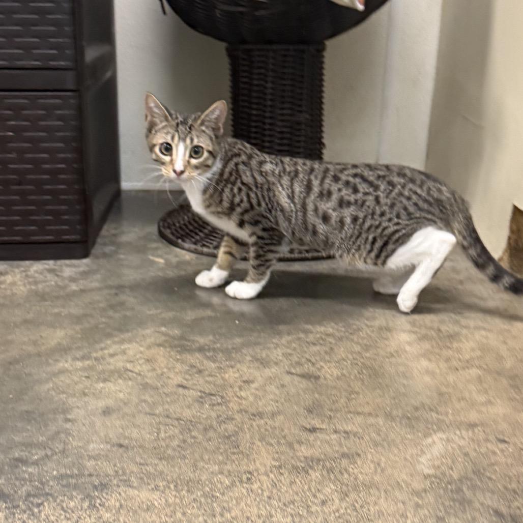 Sharpie, Adoptable, Kitten Female Domestic Short Hair.