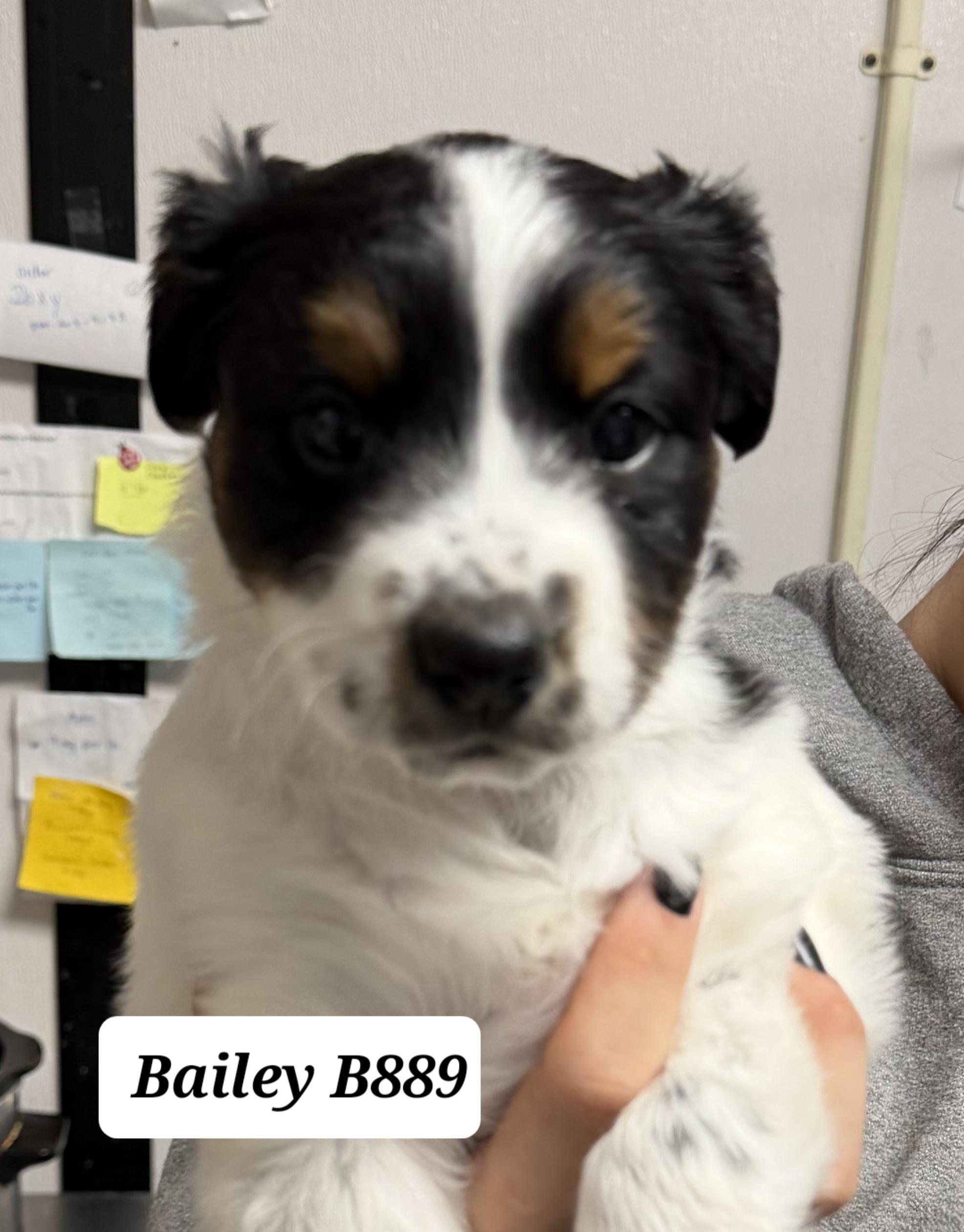 Enlarge Bailey, an adopted mixed breed in Morganton, NC image 1/1