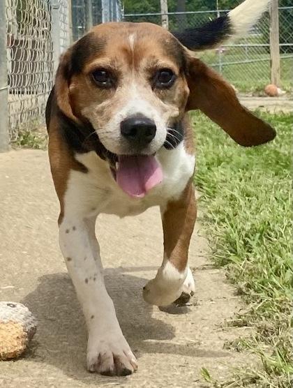 Buck, adopted, Adult Male Beagle.