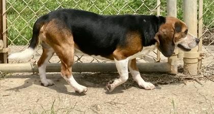 Enlarge Buck, an adopted Beagle in Glasgow, KY image 2/2