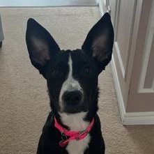 Stella, a ADOPTABLE mixed breed in Uxbridge, ON image 2/2