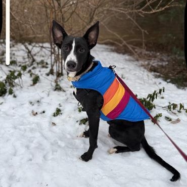 Stella, ADOPTABLE, Young Female Border Collie.