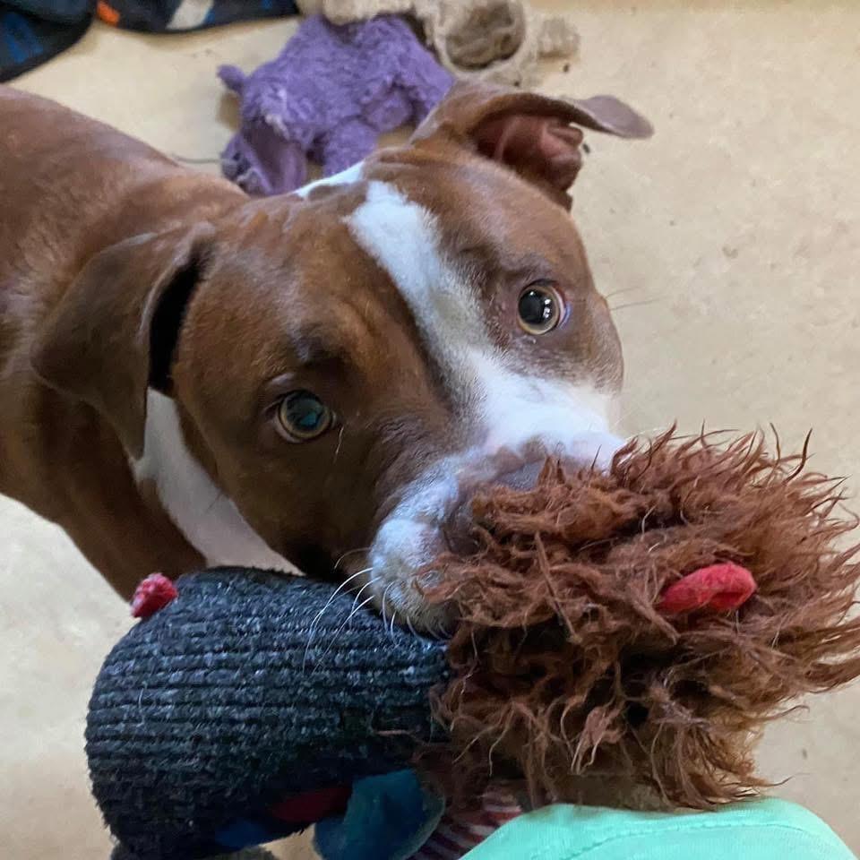 Bella, Adoptable, Adult Female Pit Bull Terrier & Mixed Breed.