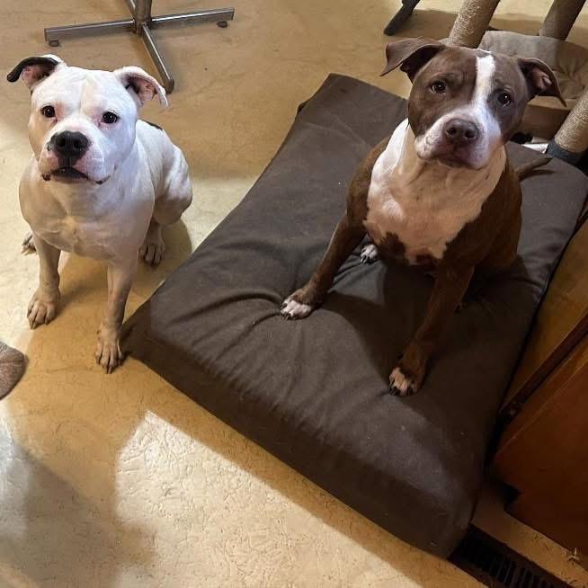 Bella, a Adoptable mixed breed in Galesburg, IL image 2/6