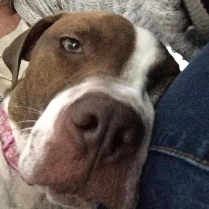 Bella, a Adoptable mixed breed in Galesburg, IL image 3/6