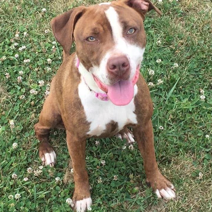 Bella, a Adoptable mixed breed in Galesburg, IL image 4/6