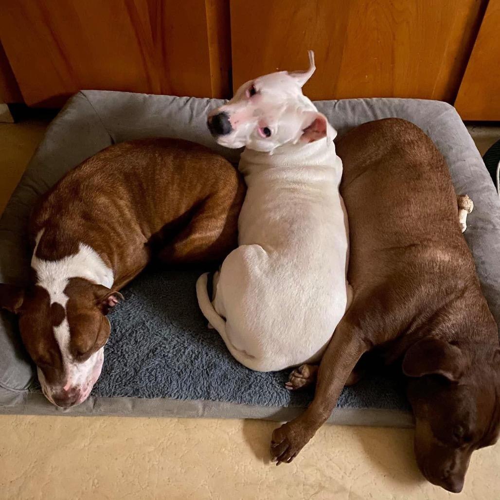 Bella, a Adoptable mixed breed in Galesburg, IL image 5/6