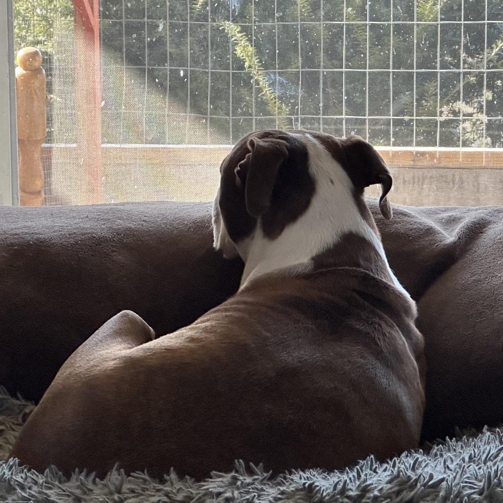 Bella, a Adoptable mixed breed in Galesburg, IL image 6/6