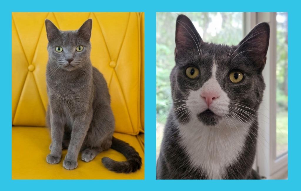 Enlarge Puck, a Adoptable Domestic Short Hair in Vashon, WA image 1/3