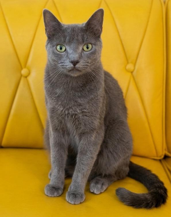 Enlarge Puck, a Adoptable Domestic Short Hair in Vashon, WA image 2/3