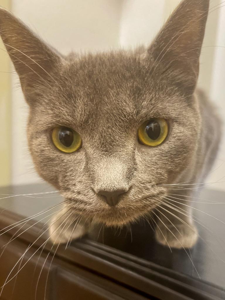 Enlarge Puck, a Adoptable Domestic Short Hair in Vashon, WA image 2/2