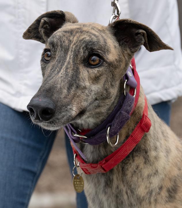 Lance, Adoptable, Adult Male Greyhound.
