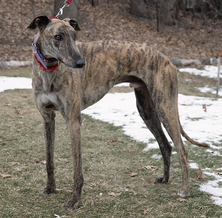 Enlarge Lance, a Adoptable Greyhound in Minneapolis, MN image 2/3