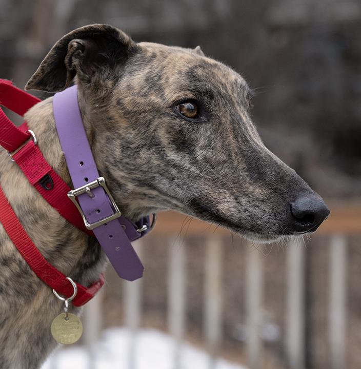 Enlarge Lance, a Adoptable Greyhound in Minneapolis, MN image 3/3