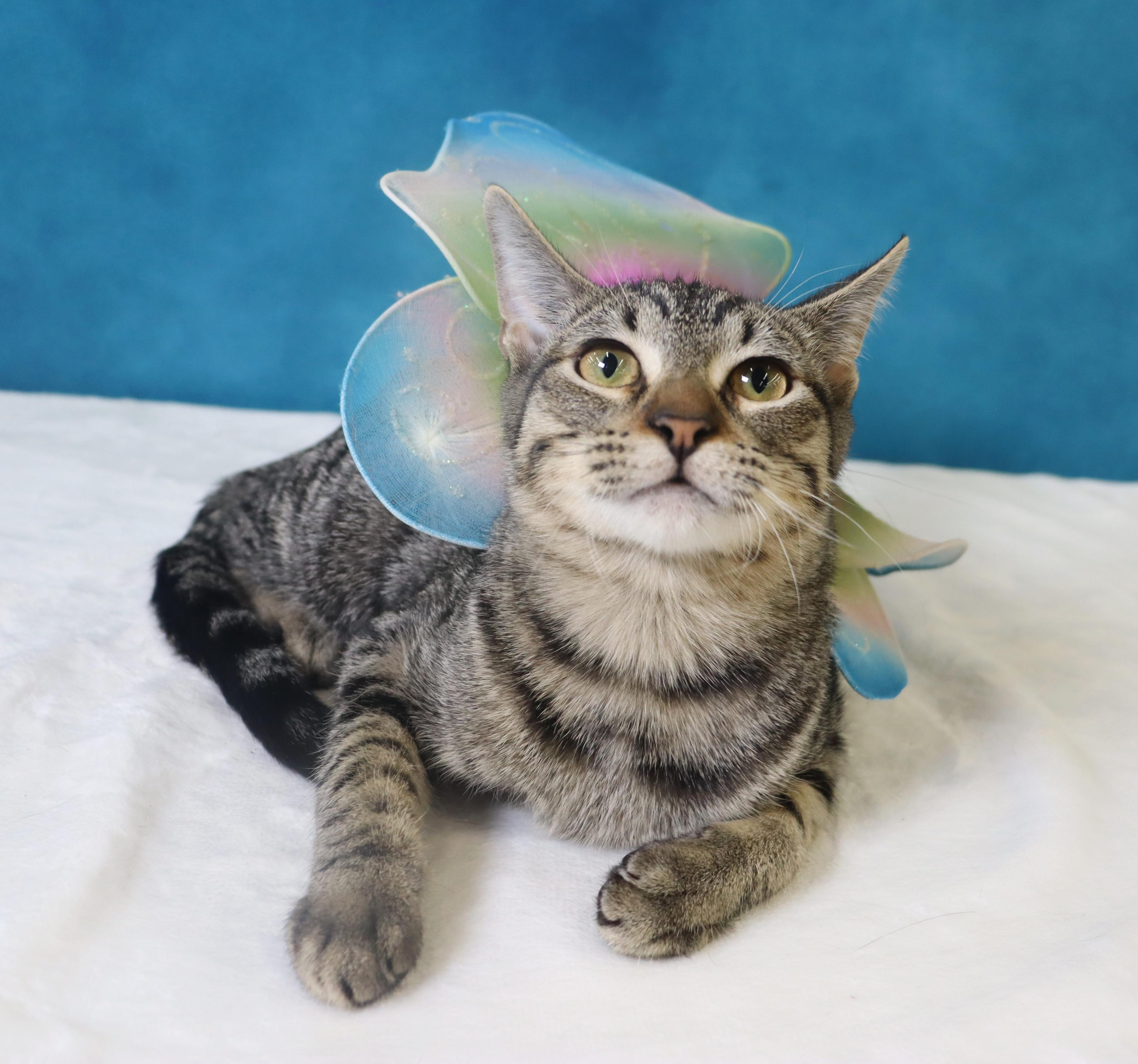 Enlarge Eureka - Sweet and Shy Little Girl, a Adoptable mixed breed in League City, TX image 2/3