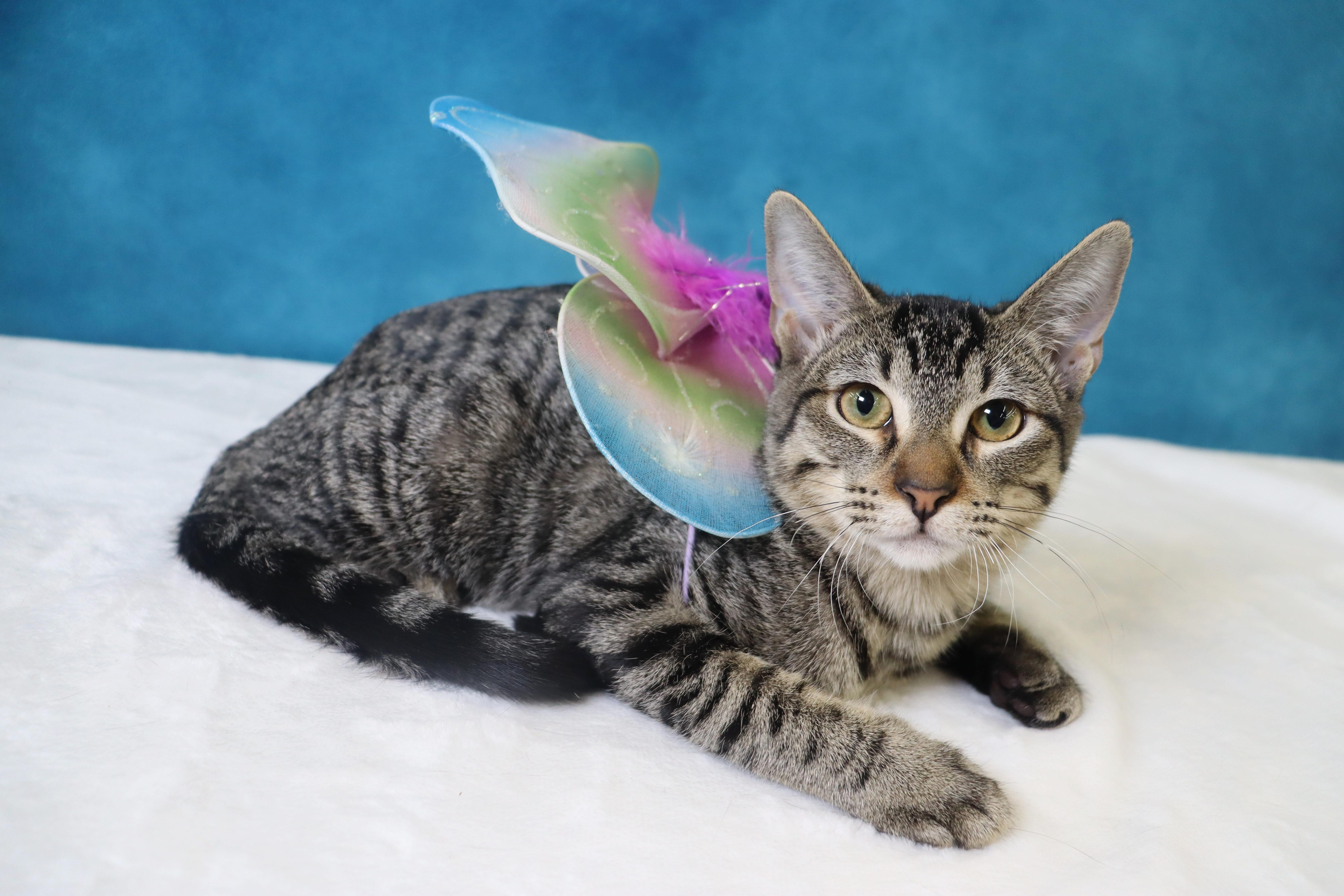 Enlarge Eureka - Sweet and Shy Little Girl, a Adoptable mixed breed in League City, TX image 3/3