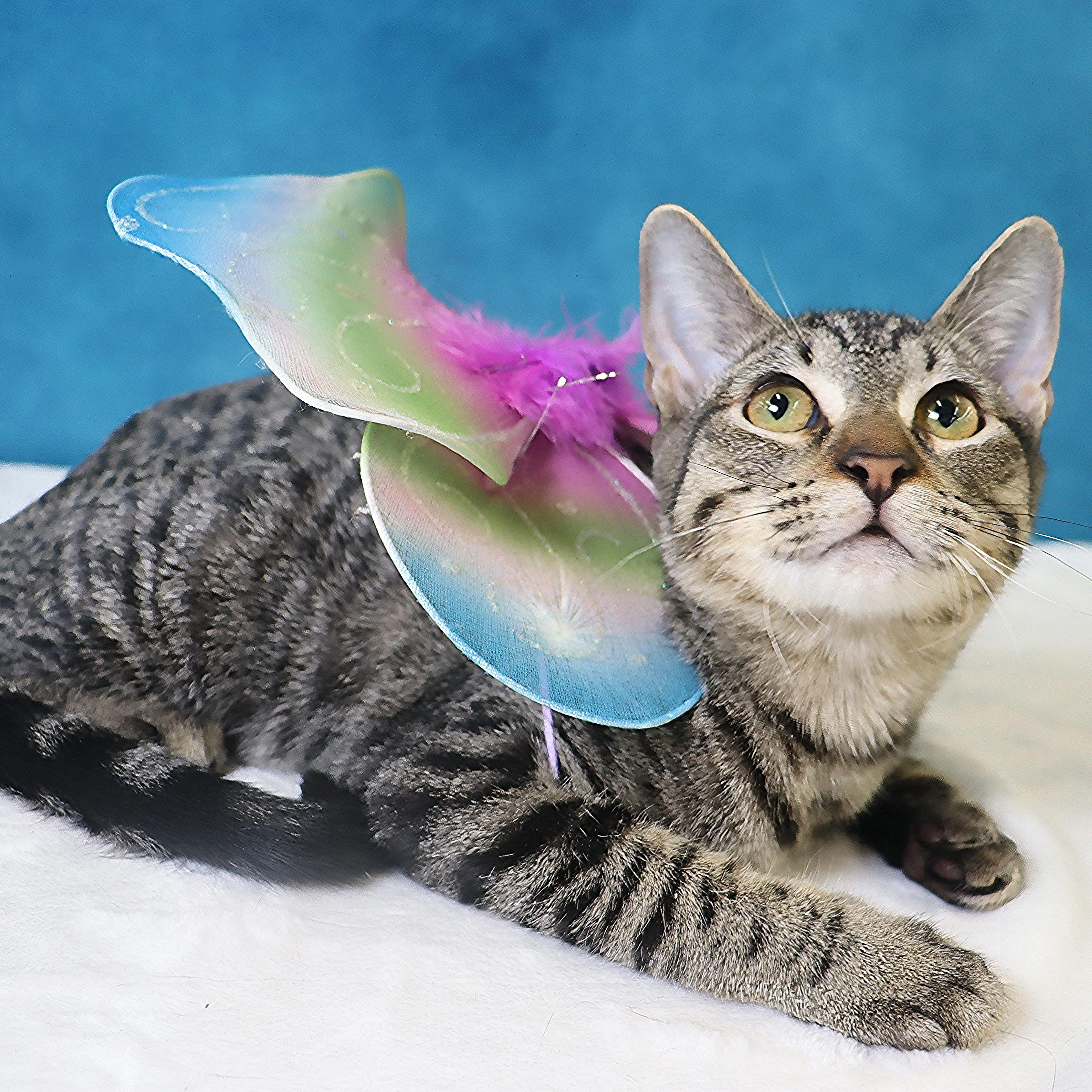 Eureka - Sweet and Shy Little Girl, Adoptable, Kitten Female Domestic Short Hair & Tabby.