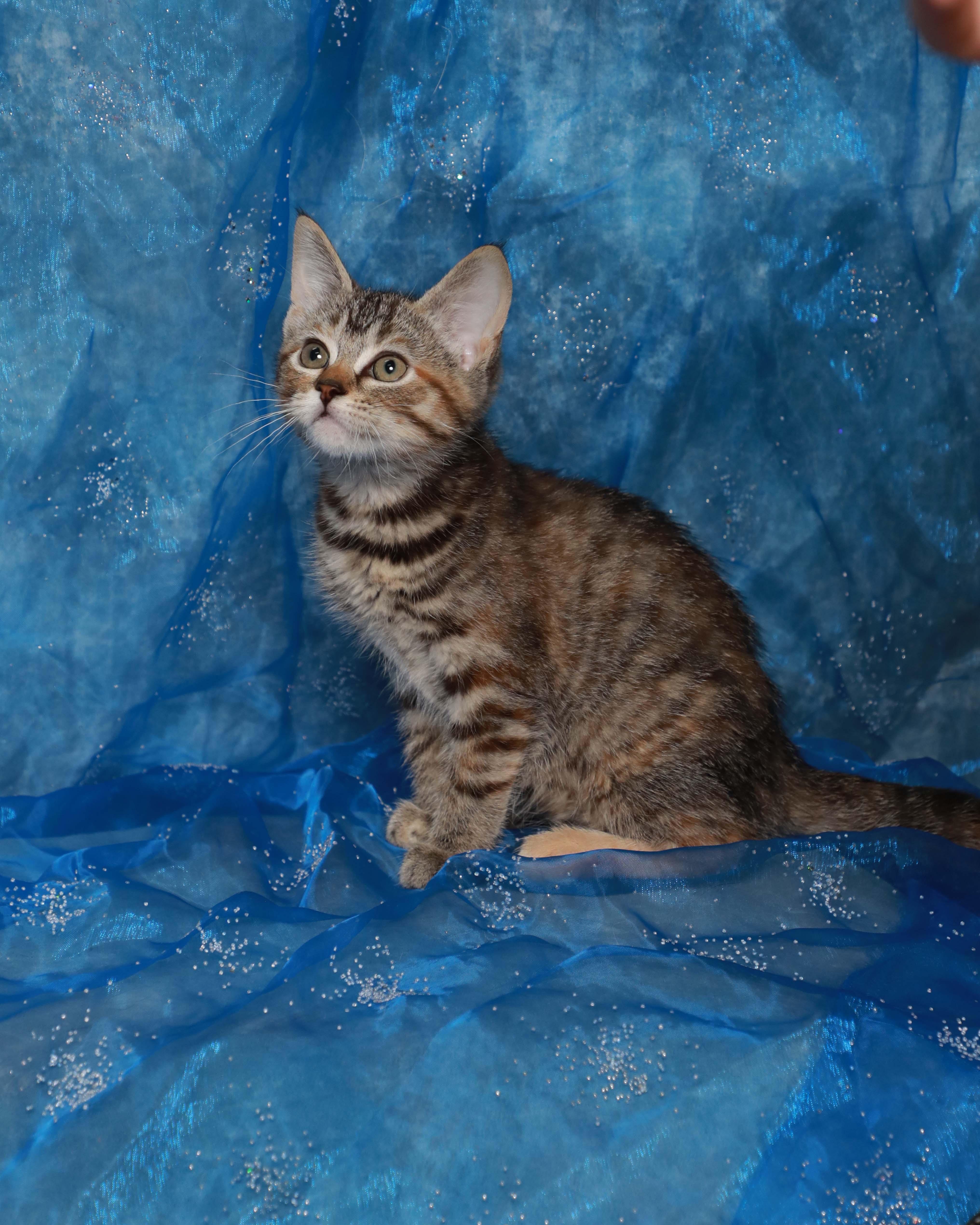 Enlarge Roo, an adopted Domestic Short Hair in Rock Falls, IL image 1/3