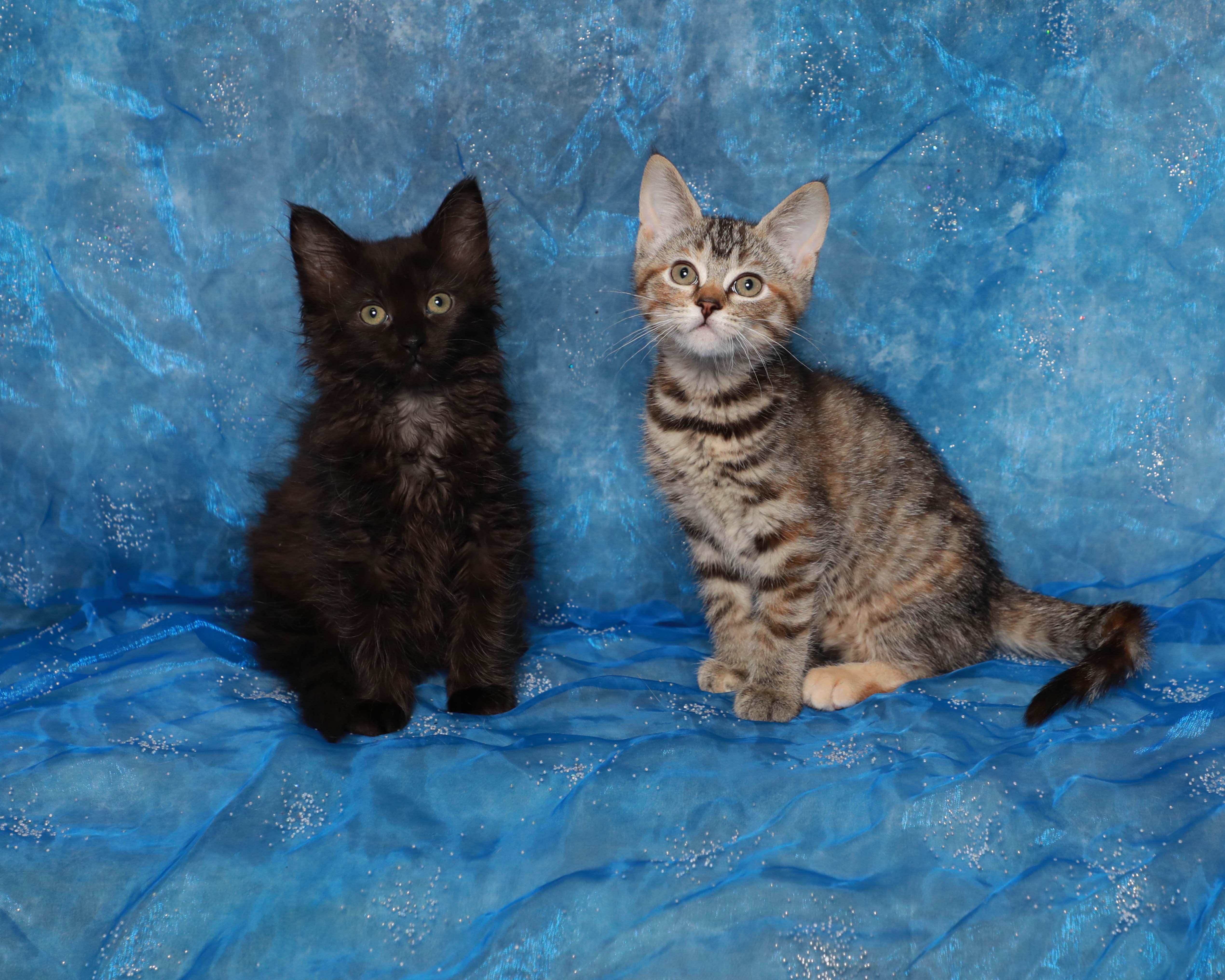 Enlarge Roo, an adopted Domestic Short Hair in Rock Falls, IL image 2/3