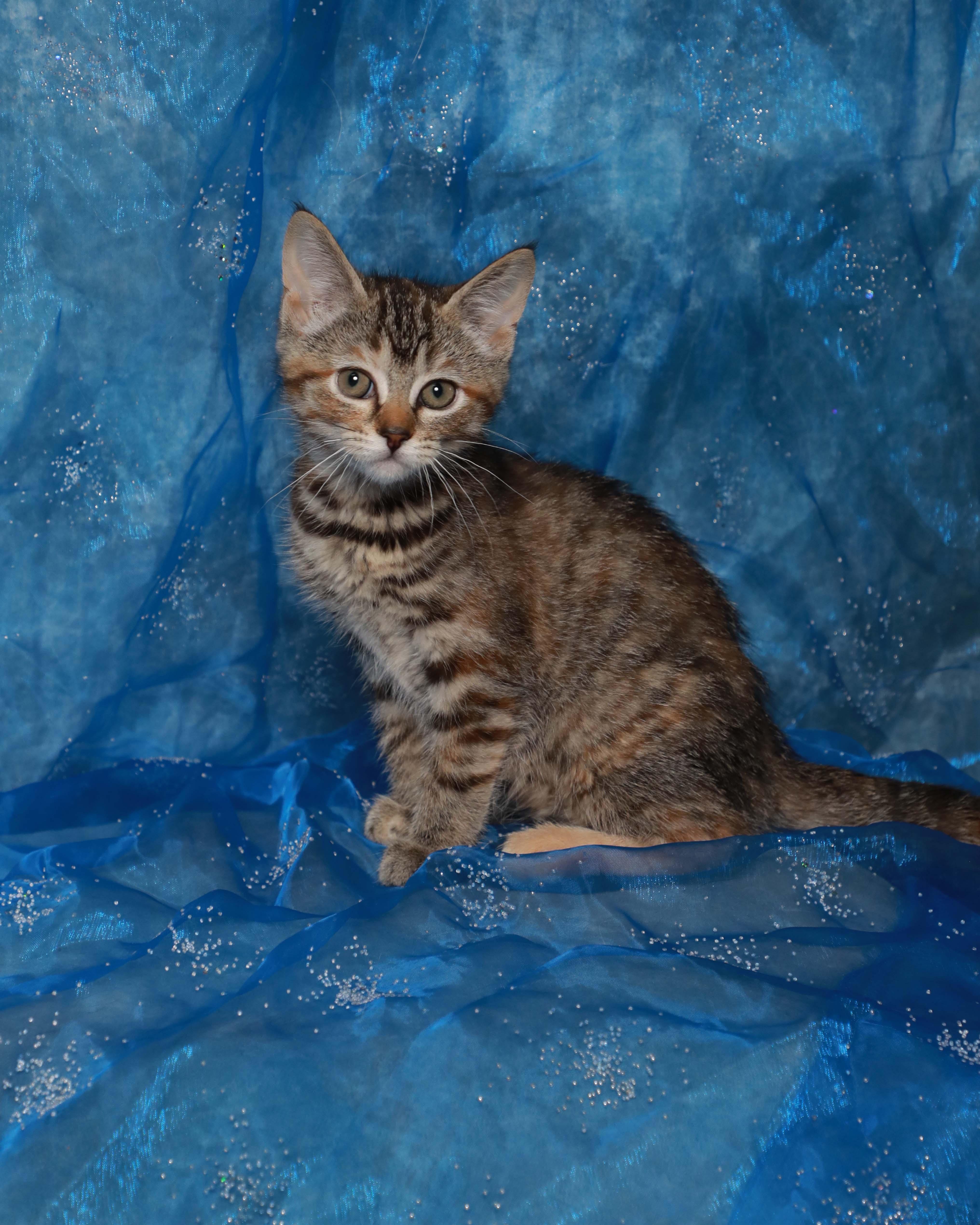 Enlarge Roo, an adopted Domestic Short Hair in Rock Falls, IL image 3/3
