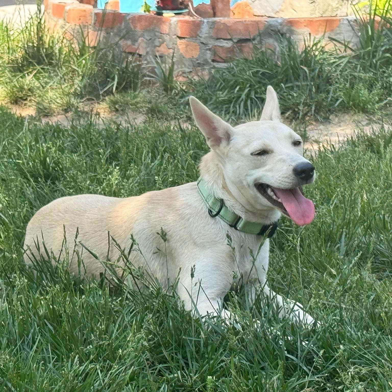 Molly, a Adoptable mixed breed in Baltimore, MD image 1/6