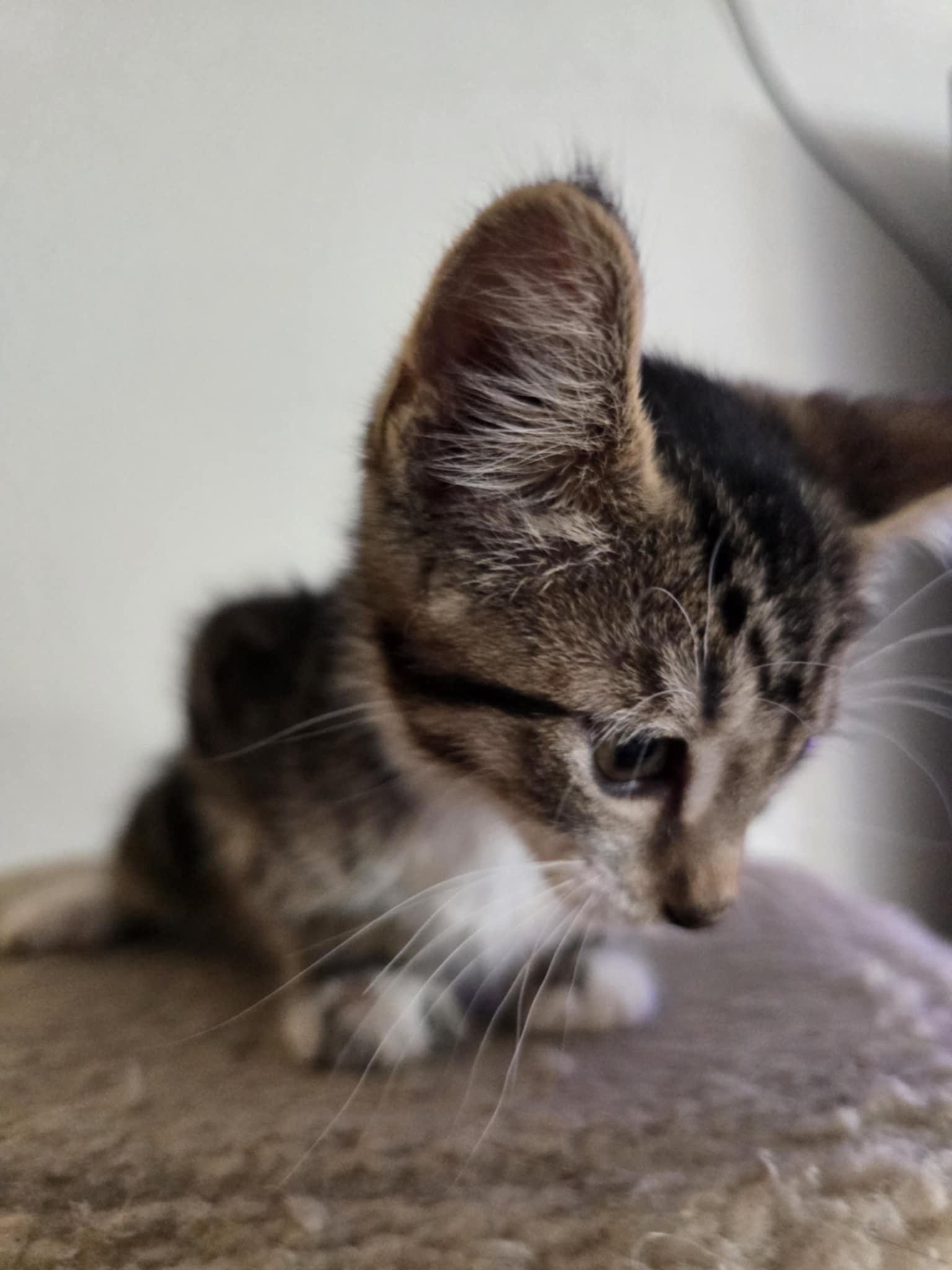 Stitch, Baby Male Domestic Short Hair