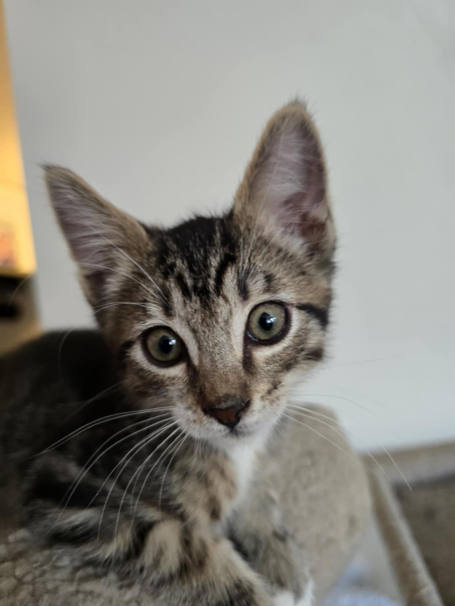 Stitch photo 2