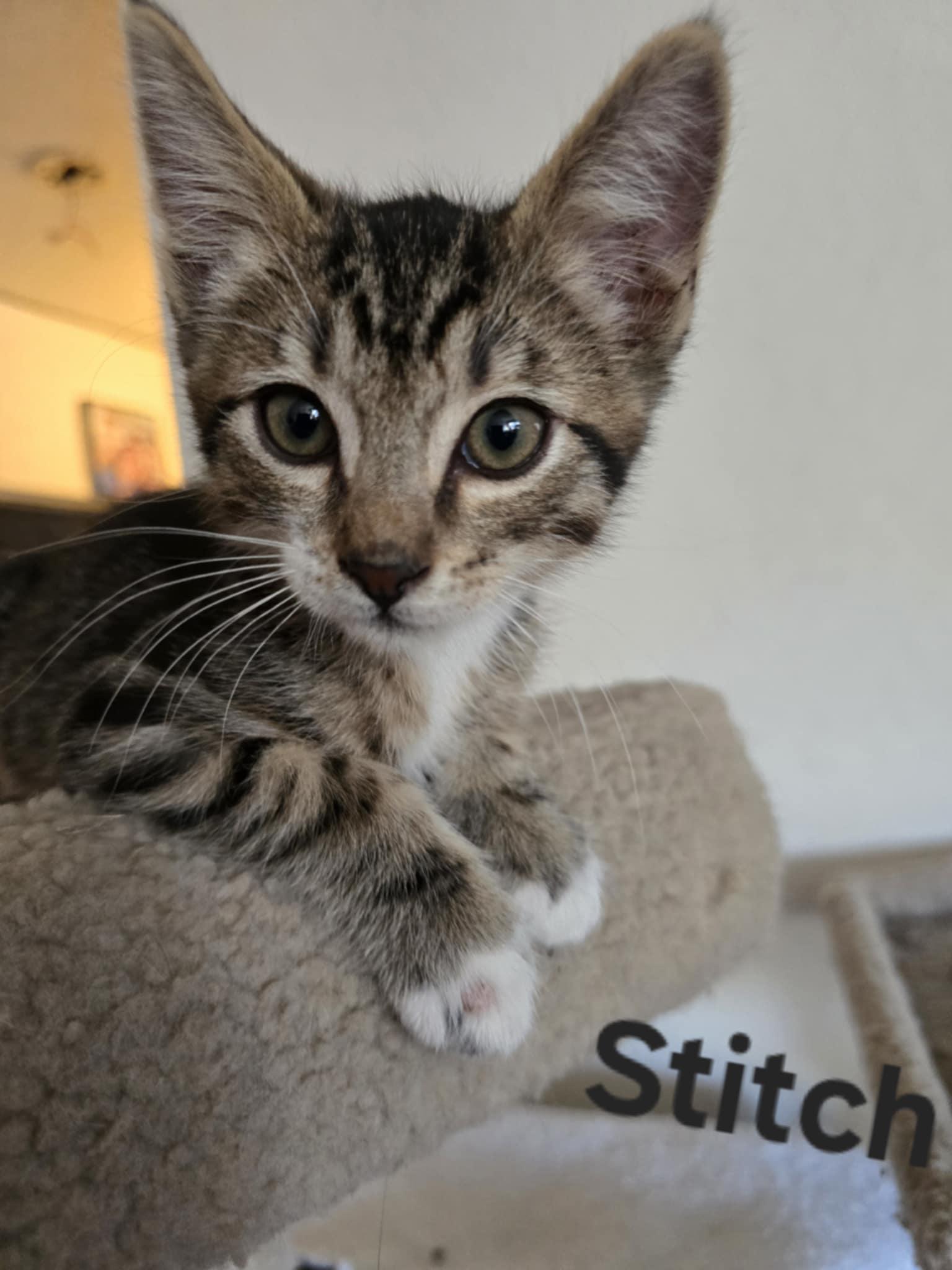 Stitch photo 3