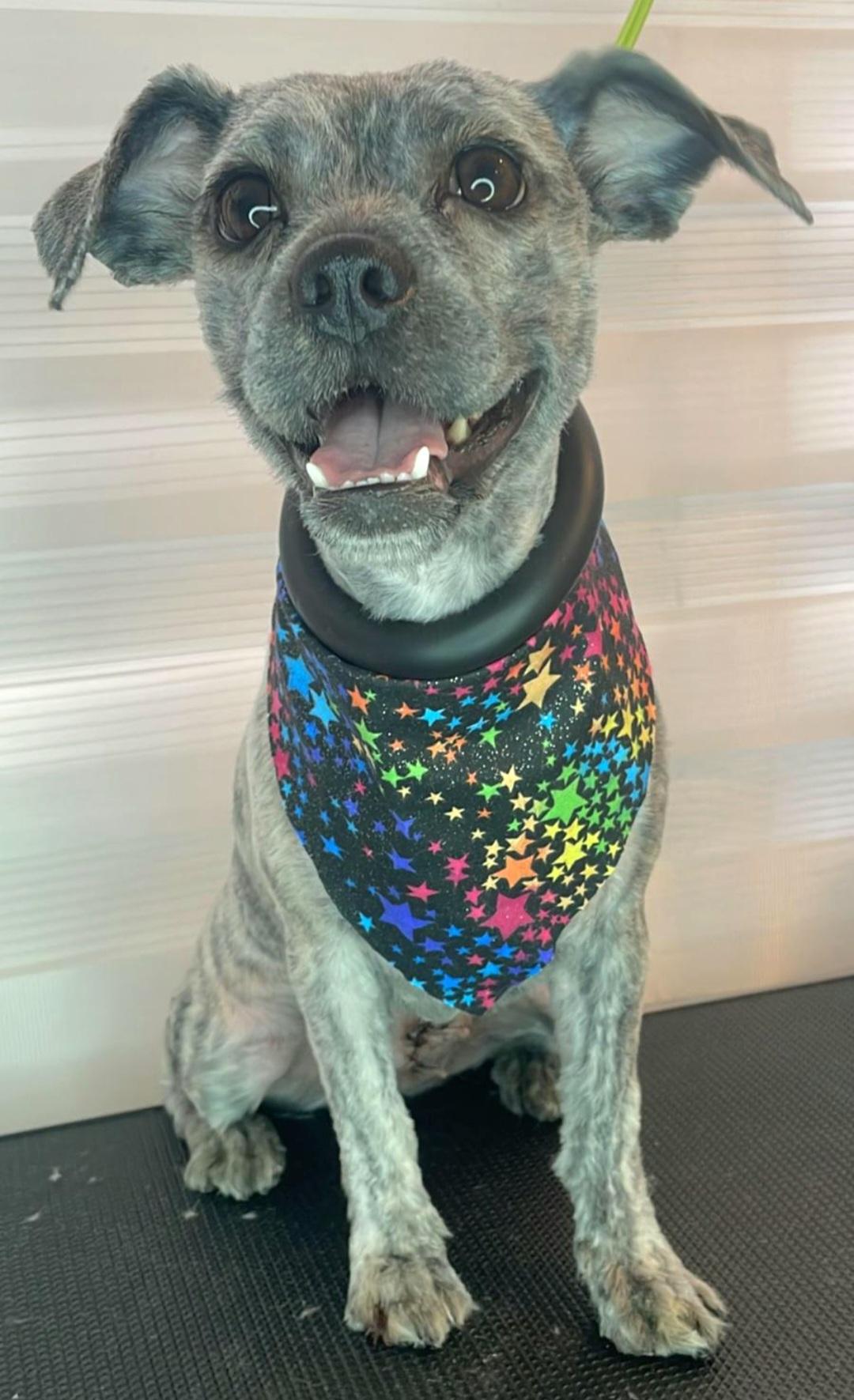 ISABELLE "I love humans, dogs, kids & cats!!", a Adopted mixed breed in New York, NY image 2/2