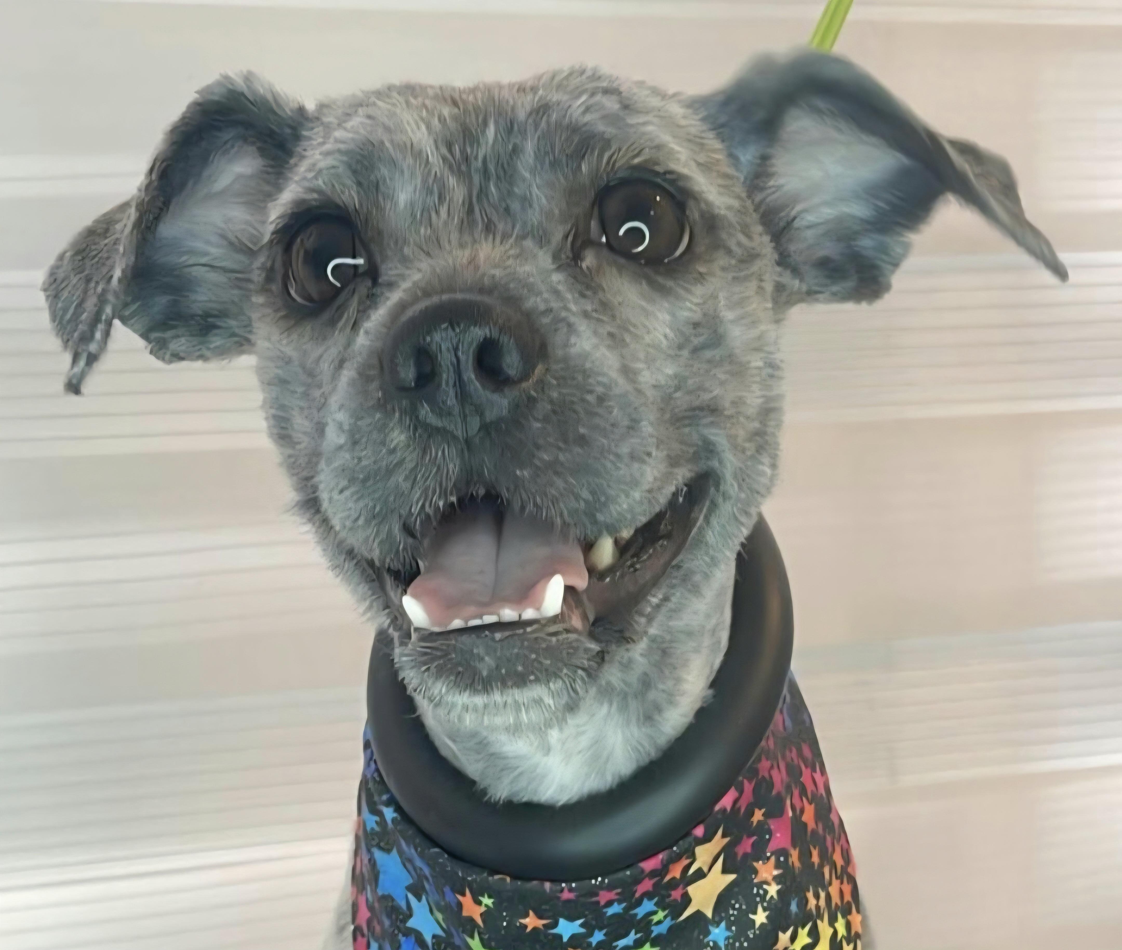 ISABELLE "I love humans, dogs, kids & cats!!", a Adopted mixed breed in New York, NY image 1/2