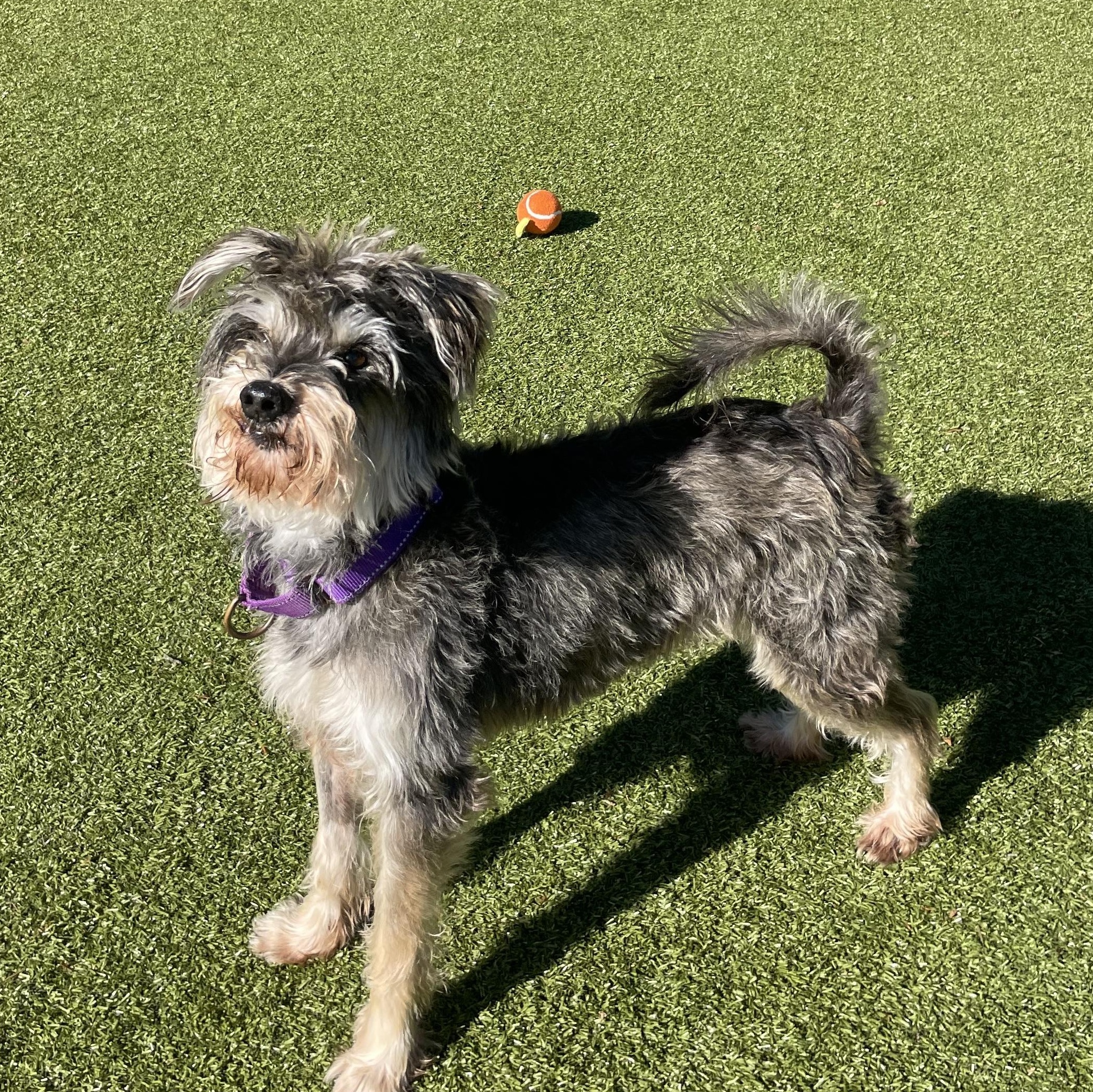 Rocco, Adoptable, Senior Male Miniature Schnauzer.