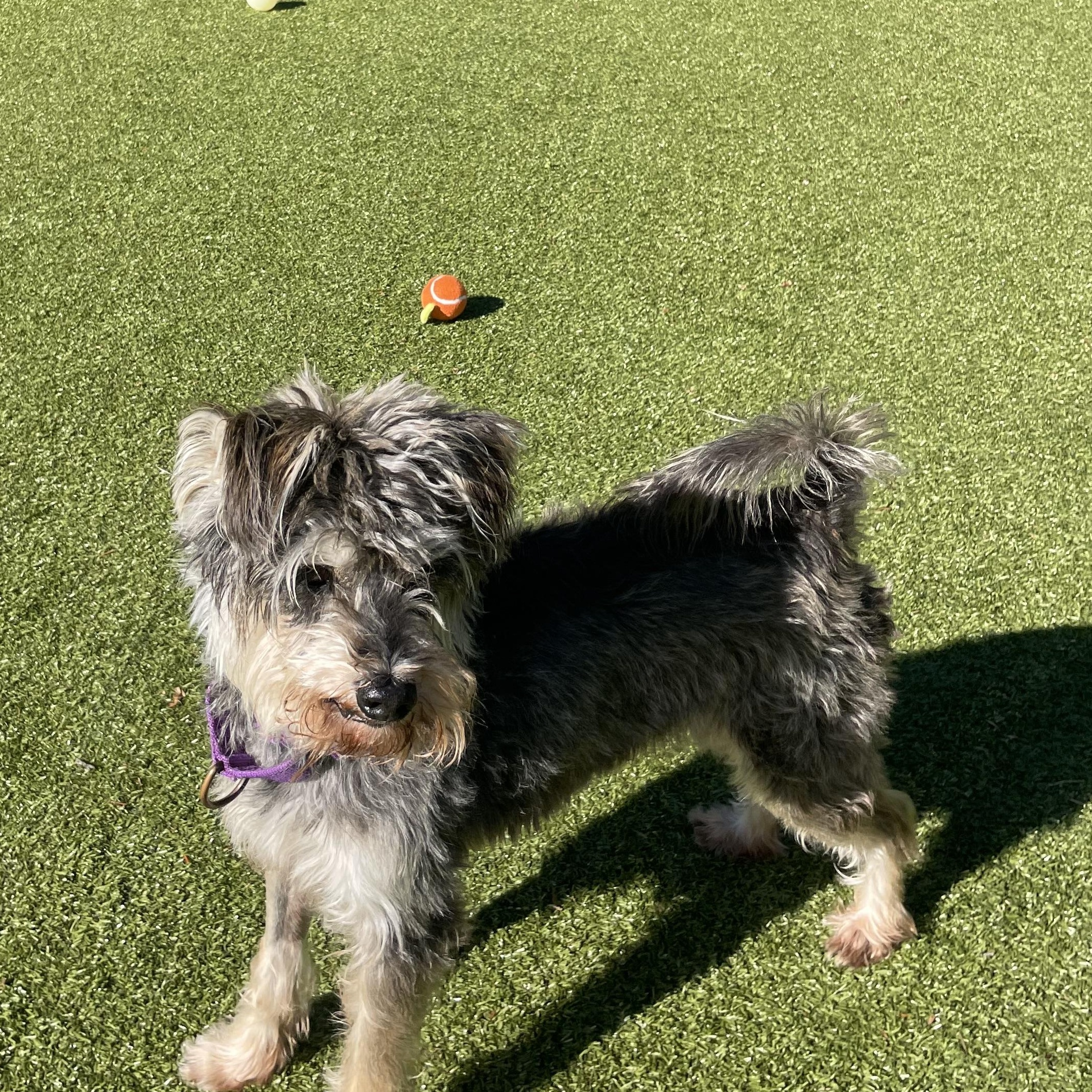 Enlarge Rocco, a Adoptable Miniature Schnauzer in Friday Harbor, WA image 2/2