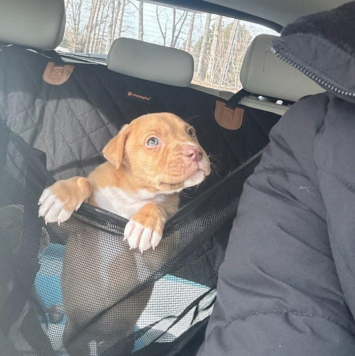 Enlarge Margot, a ADOPTABLE mixed breed in Concord, NC image 5/6