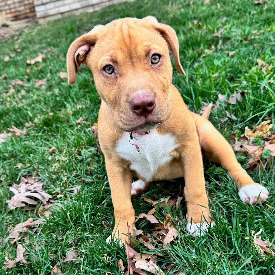 Enlarge Margot, a ADOPTABLE mixed breed in Concord, NC image 4/6