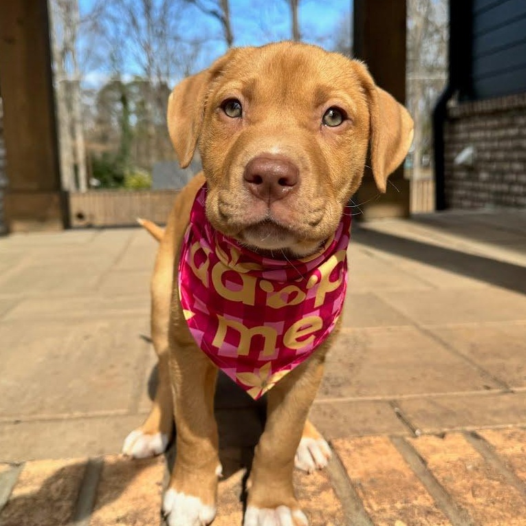 Enlarge Margot, a ADOPTABLE mixed breed in Concord, NC image 3/6