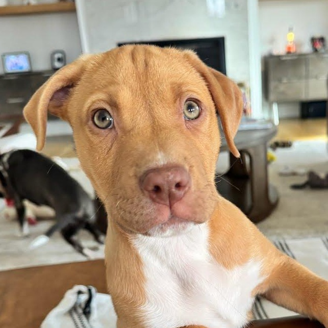 Enlarge Margot, a ADOPTABLE mixed breed in Concord, NC image 2/6