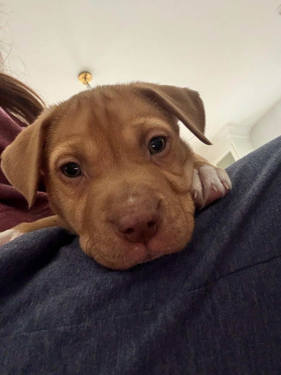 Enlarge Margot, a ADOPTABLE mixed breed in Concord, NC image 6/6