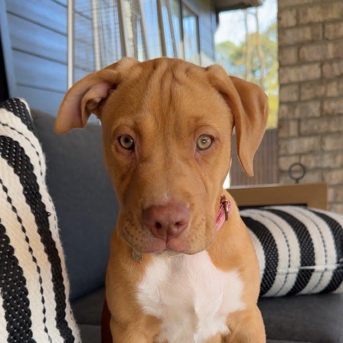 Enlarge Margot, a ADOPTABLE mixed breed in Concord, NC image 1/6