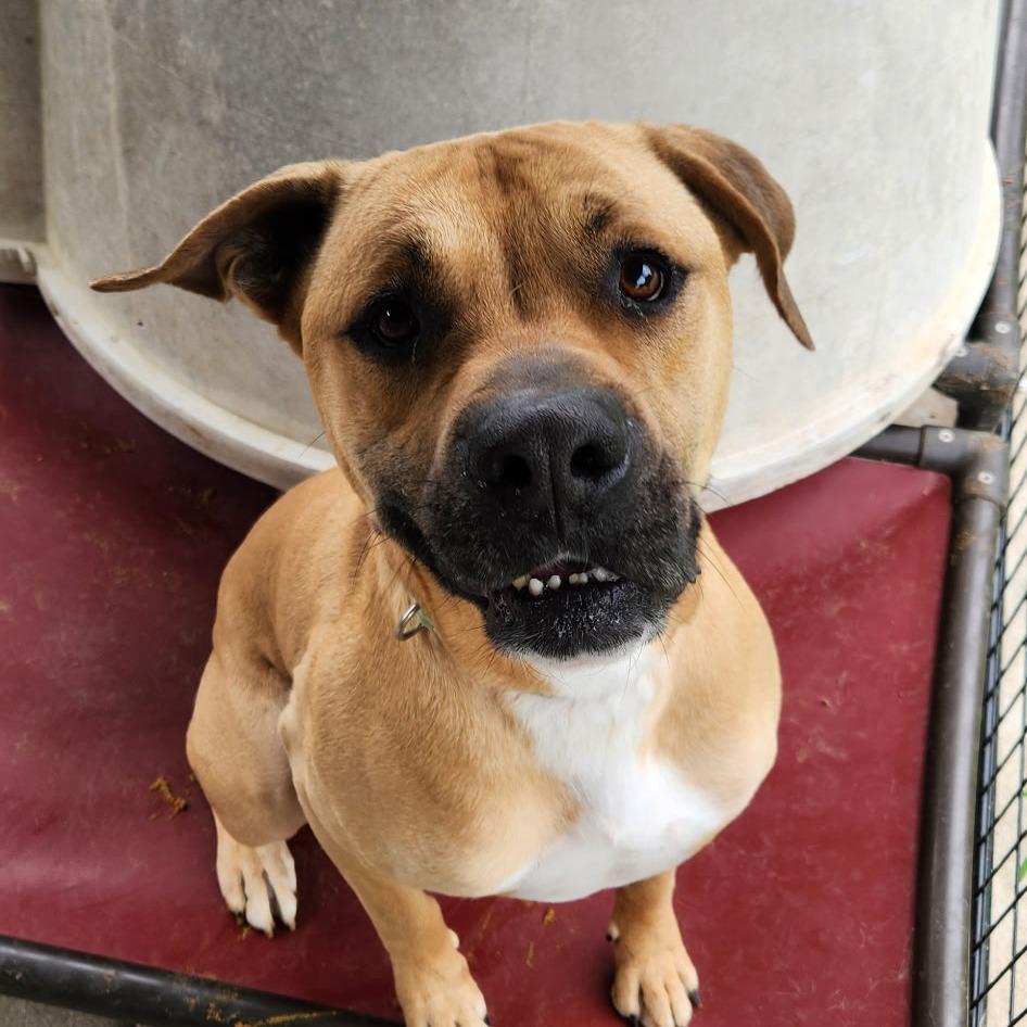 Enlarge Rockie, a Adoptable mixed breed in Berea, KY image 1/1