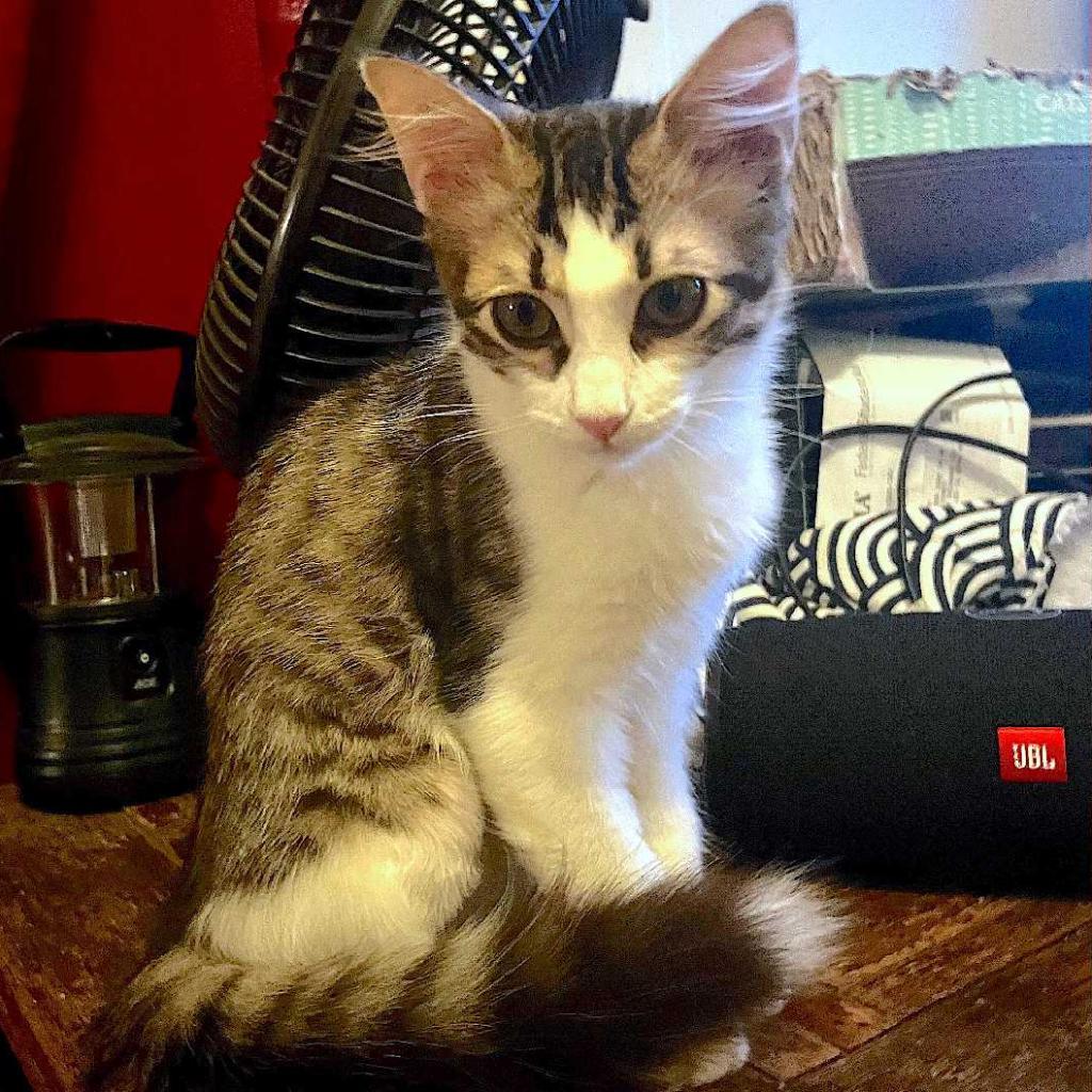 Sini Sioux Baby, Adoptable, Adult Female Domestic Short Hair.