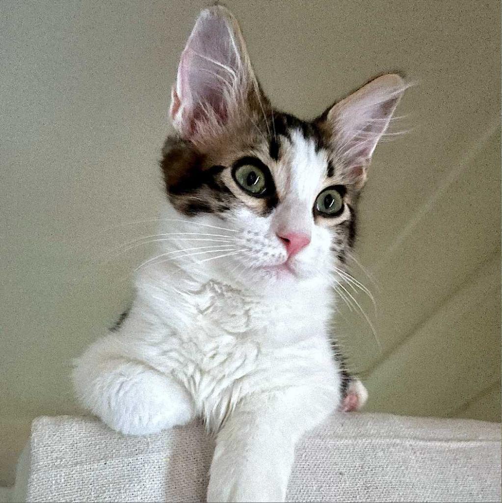 Sini Sioux Baby — thumbnail 2