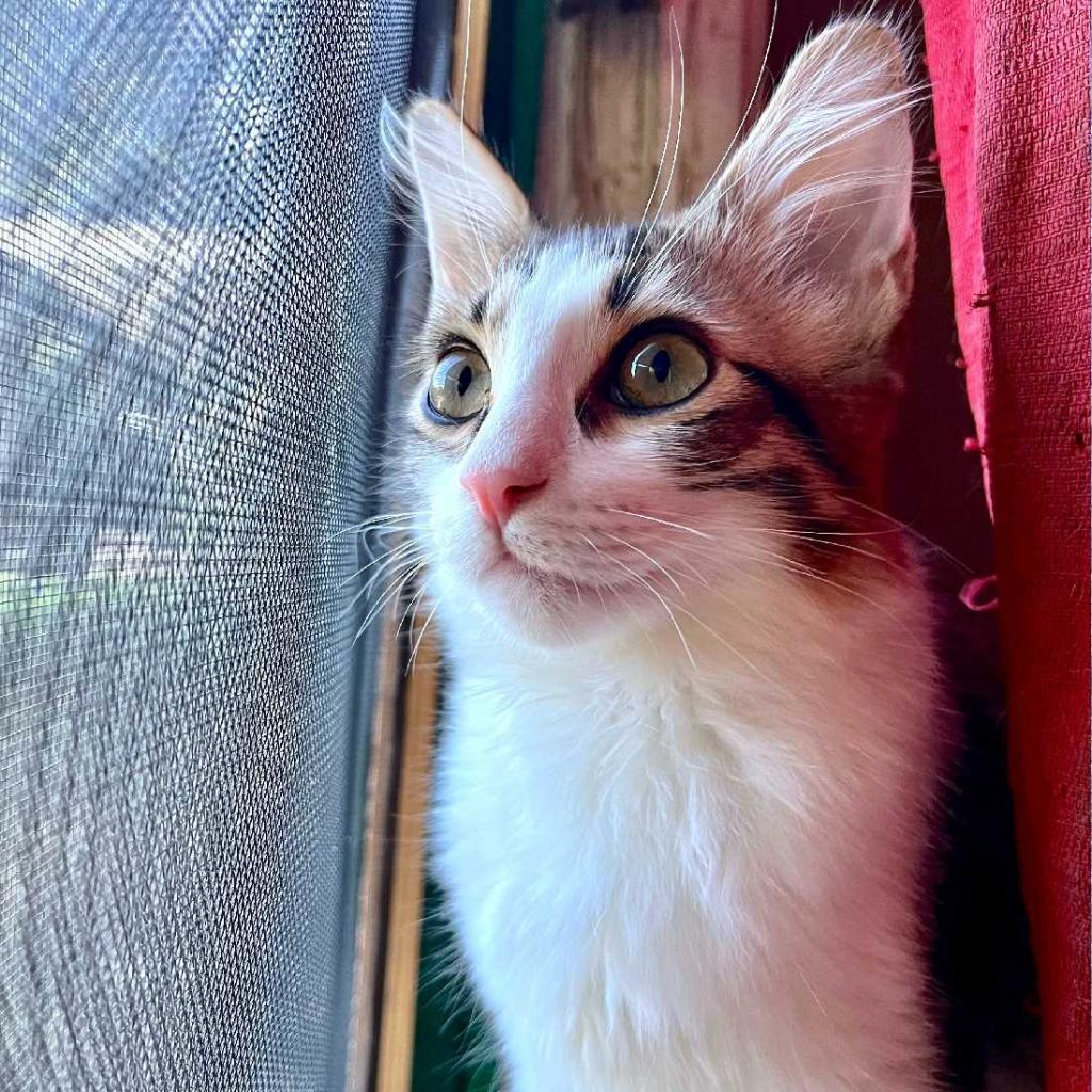 Enlarge Sini Sioux Baby, a Adoptable Domestic Short Hair in Los Angeles, CA image 3/3