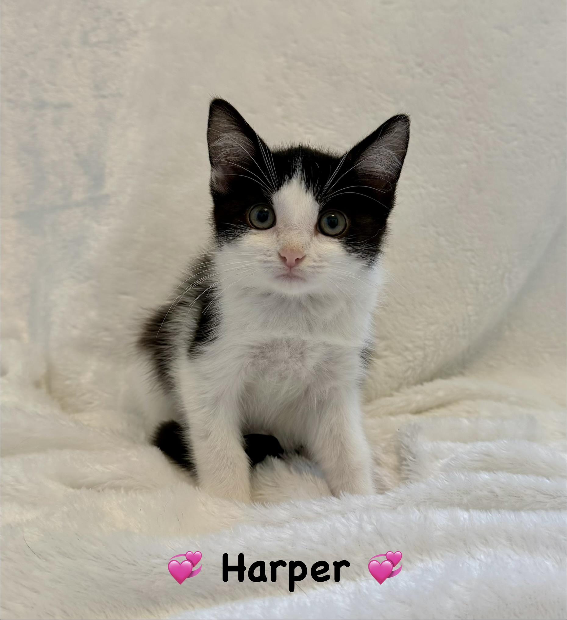 Enlarge Harper, a Adoptable Domestic Short Hair in Copley, OH image 1/1