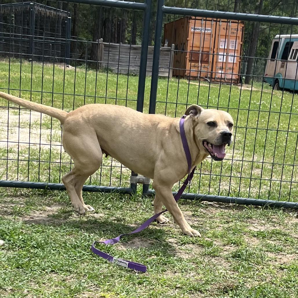 Enlarge Honey, a Adoptable Terrier in Hattiesburg, MS image 2/6