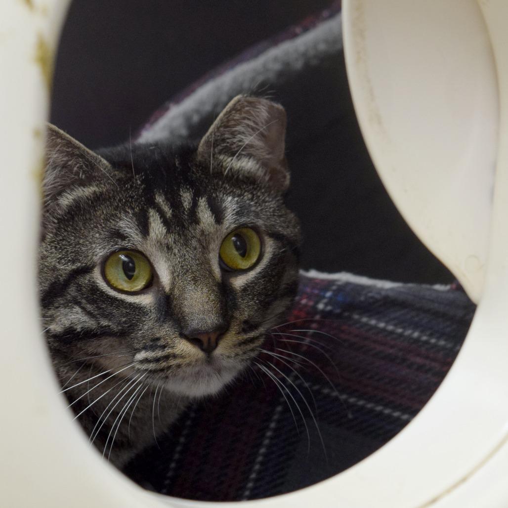 She-ra, Adoptable, Adult Male Domestic Short Hair.