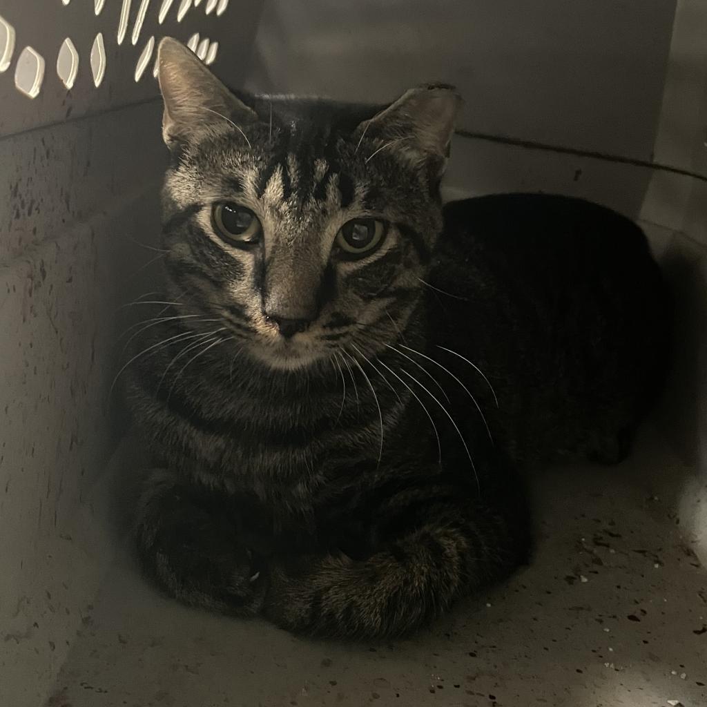 Enlarge She-ra, a Adoptable Domestic Short Hair in Port Charlotte, FL image 2/3