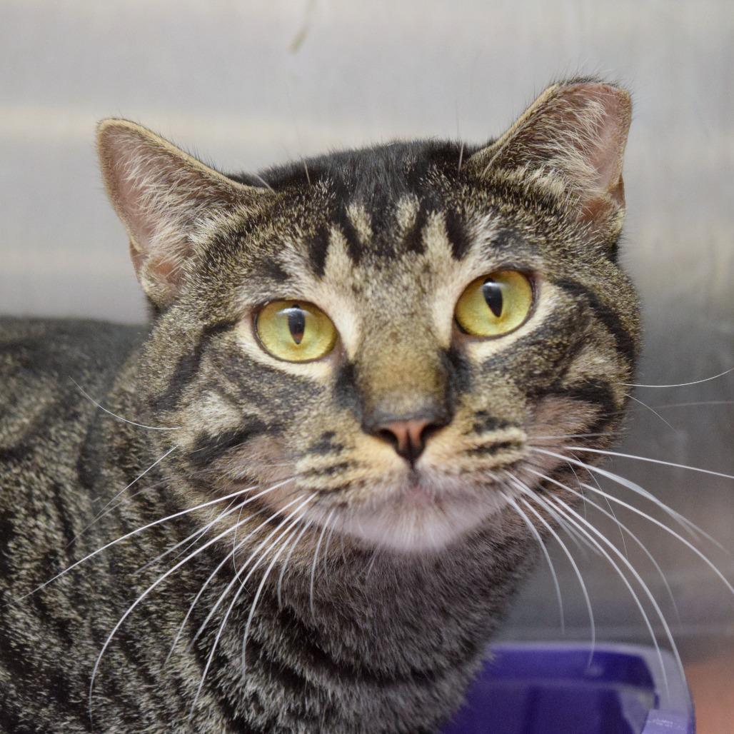 Enlarge She-ra, a Adoptable Domestic Short Hair in Port Charlotte, FL image 3/3