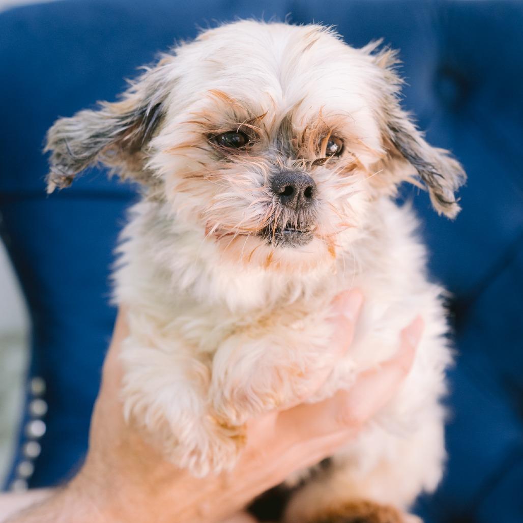 Sierra, adopted, Adult Female Shih Tzu.