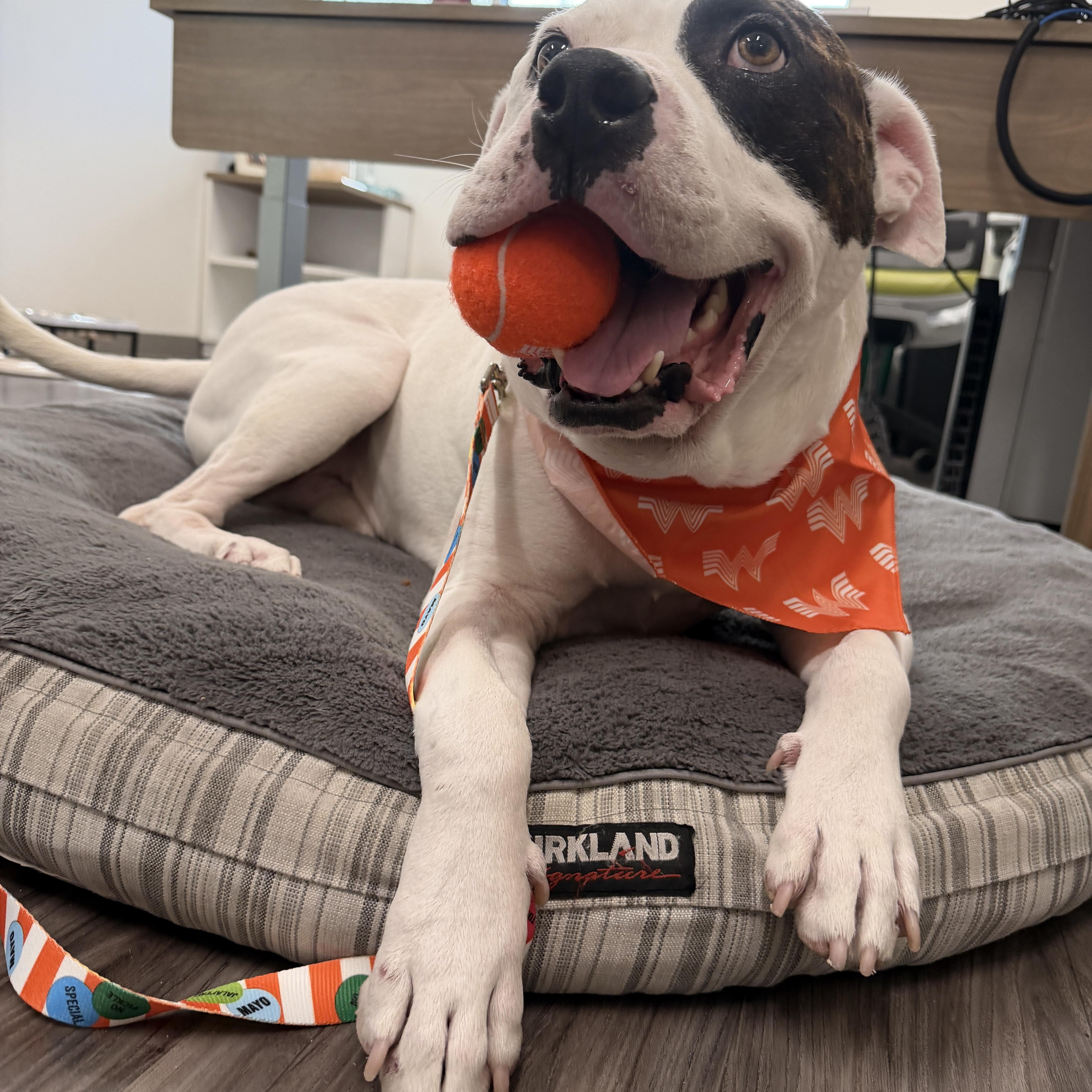Thor, ADOPTABLE, Adult Male American Bulldog & Pit Bull Terrier.